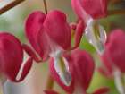 Bleeding Hearts I Art Print