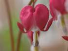 Bleeding Hearts III Art Print