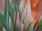 Havard Agave Art Print