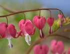 Bleeding Hearts IV Art Print