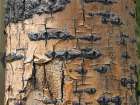 Aspen Bark I Art Print