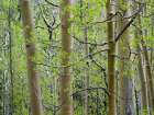 Aspen Grove III Art Print