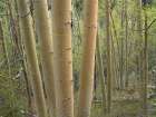 Aspen Grove IV Art Print