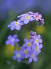 Forget me nots Art Print