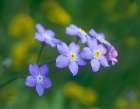 Forget me nots Art Print
