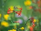 Scarlet Gilia Art Print