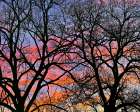 Cottonwood Tree at Sunset Art Print