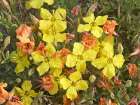 Yellow Evening Primrose Art Print