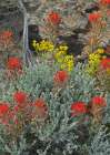 Indian Paintbrush II Art Print