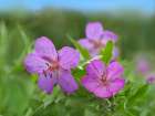 Sticky Geraniums Art Print