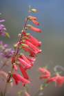 Firecracker Penstemon Art Print