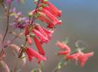 Firecracker Penstemon Art Print