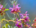 Lemon Mint Wildflowers Art Print