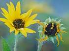Priarie Sunflowers II Art Print