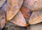Frozen Willow Leaves Art Print