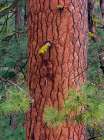Ponderosa Pien Trunk Art Print