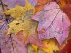 Sugar and Red Maple Leaves Art Print