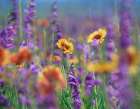 Ailardia and Rocky Mountain Penstemons Art Print