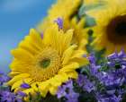 Sunflowers and Campanula Art Print