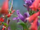 Rocky Mountain and Firecracker Penstemons Art Print