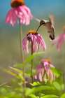 Black Chinned Hummingbird Art Print