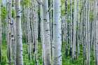 Aspen Trunks Art Print
