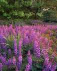 Lupines at West Beach Art Print