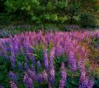 Lupines at West Beach Art Print