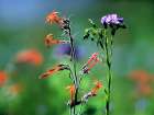 Scarlet Gilia and Blue Flax Art Print