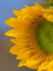 Sunflower Art Print