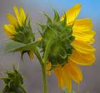 Sunflower Art Print