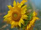 Sunflowers Art Print