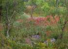 Wildflowers along White Creek Art Print