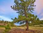 Pine Tree-Cochetopa Hills-Rio Grande National Forest Art Print
