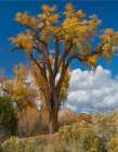 Chamisas and Cottonwood Trees Art Print