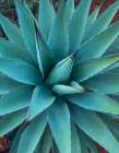 Agave Art Print
