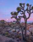 Joshua Tree at Joshua Tree National Park Art Print