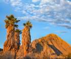 California Fan Palms Art Print