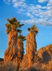California Fan Palms Art Print