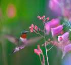 Ruby Throated Hummingbird Art Print