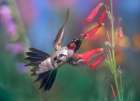 Broad Tailed Hummingbird at Scarlet Bugler Art Print