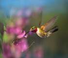 Broad Tailed Hummingbird at Penstemon Art Print
