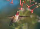 Broad Tailed Hummingbird at Scarlet Trumpets Art Print