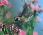 Black Chinned Hummingbird Art Print