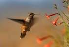 Broad Tailed Hummingbird Art Print