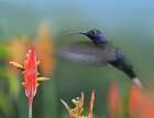 Violet Sabrewing Hummingbird Art Print