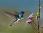 White Necked Jacobin Hummingbird Art Print