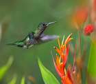 White Necked Jacobin Hummingbird Female Art Print