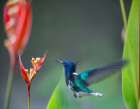 White Necked Jacobin Hummingbird Art Print