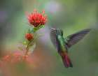 Rufous Tailed Hummingbird Art Print